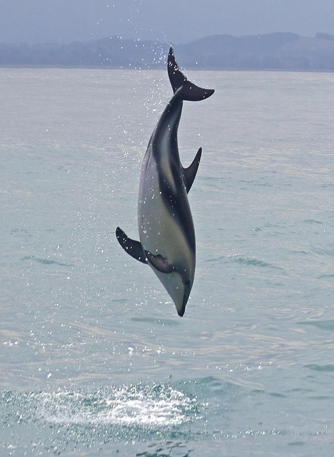 Dusky Dolphin, Kaikoura, New Zealand Photograph by Venetia Featherstone-Witty