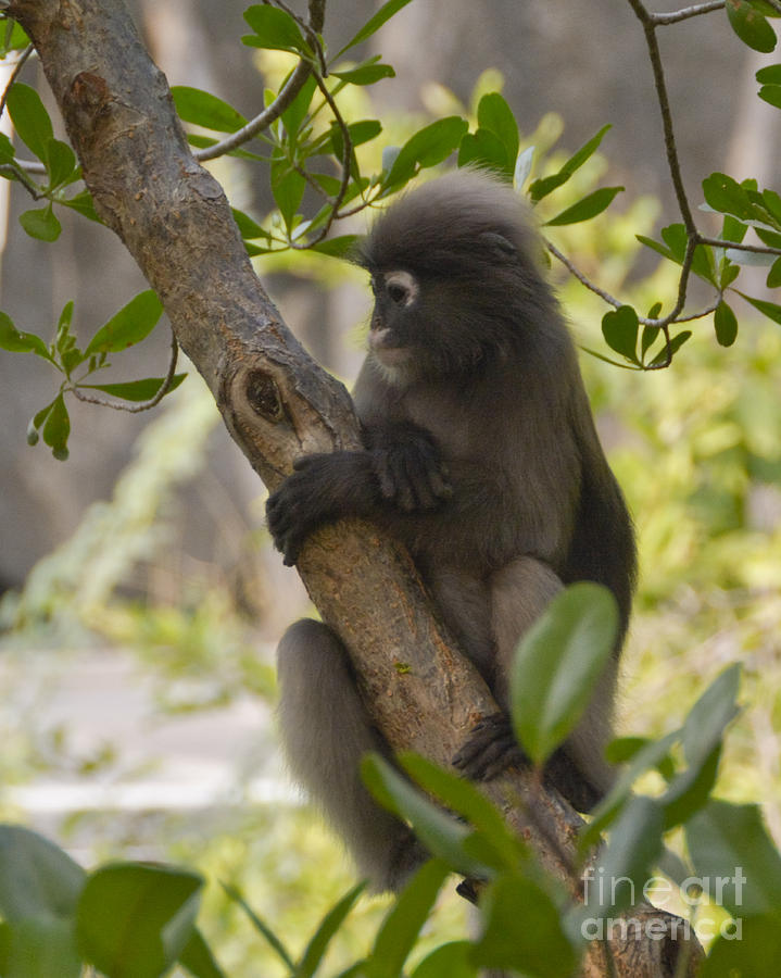 Dusky Leaf Monkey Number 4 Photograph by Ted Guhl