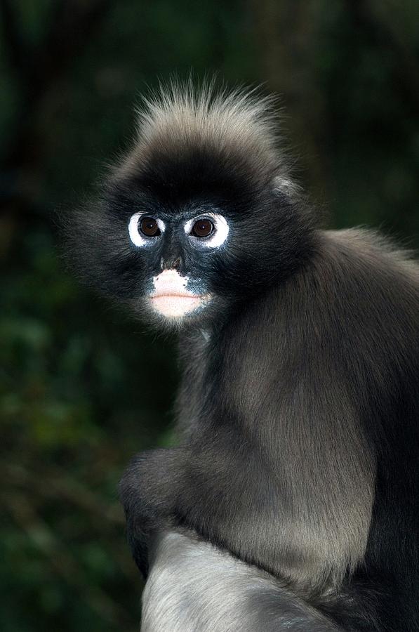 Dusky Leaf-monkey Photograph by Tony Camacho/science Photo Library