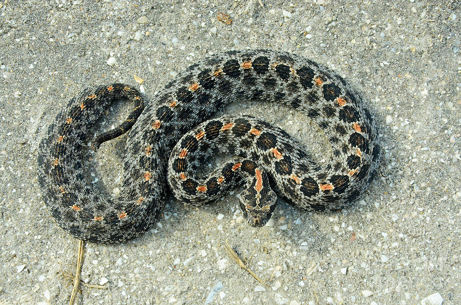 Dusky Pigmy Rattlesnake Photograph by John Serrao | Fine Art America