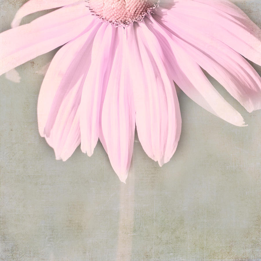 Dusky Pink Coneflower Photograph by Bonnie Bruno