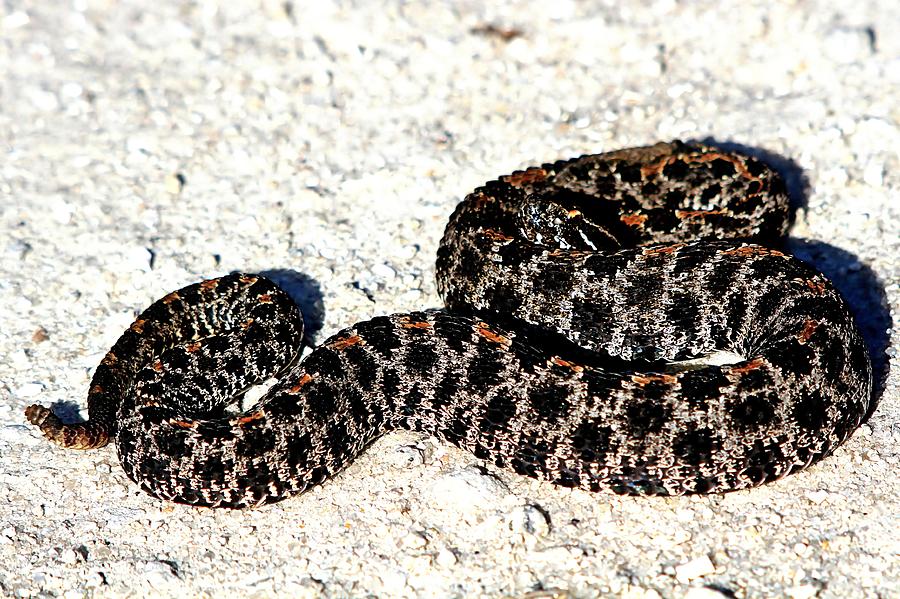 Dusky Pygmy Rattlesnake Photograph by Ira Runyan - Fine Art America