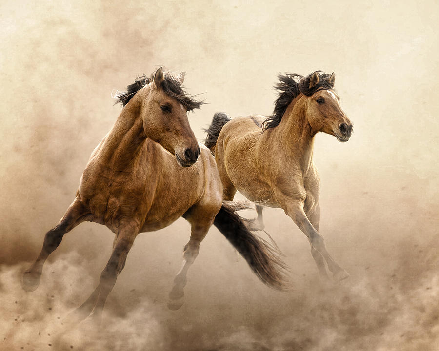 Dust Dance Photograph by Ron  McGinnis