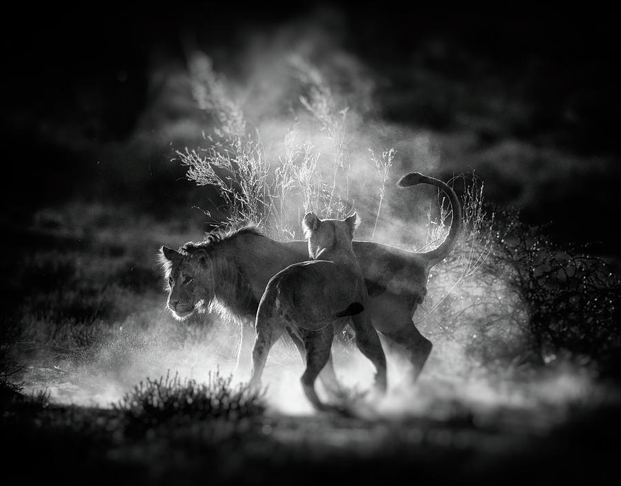 Nature Photograph - Dust by Jaco Marx