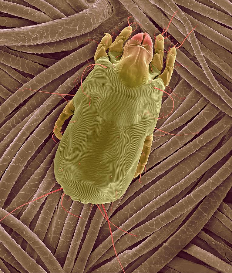 Fabric Photograph - Dust Mite On Wool Fabric by Dennis Kunkel Microscopy/science Photo Library