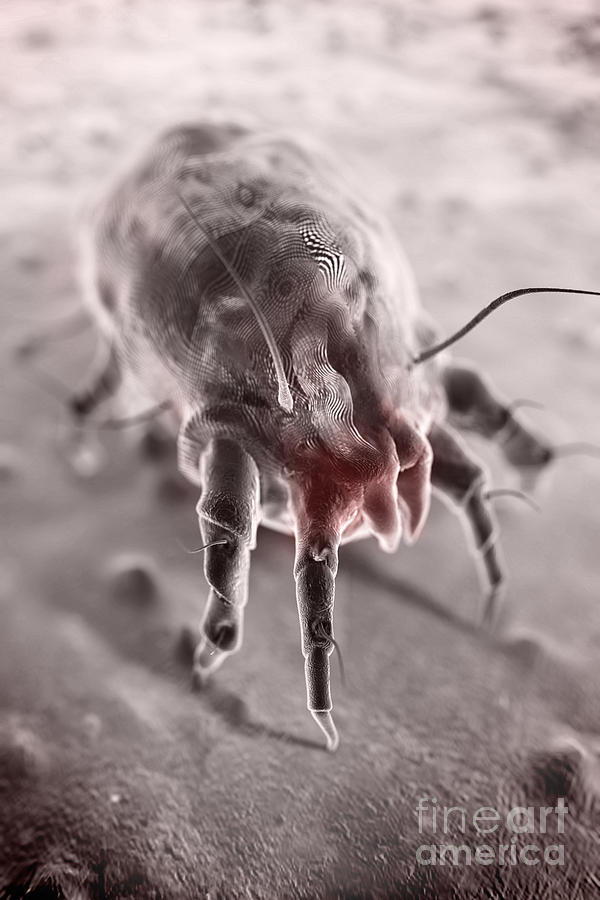 Dust Mite Photograph by Science Picture Co