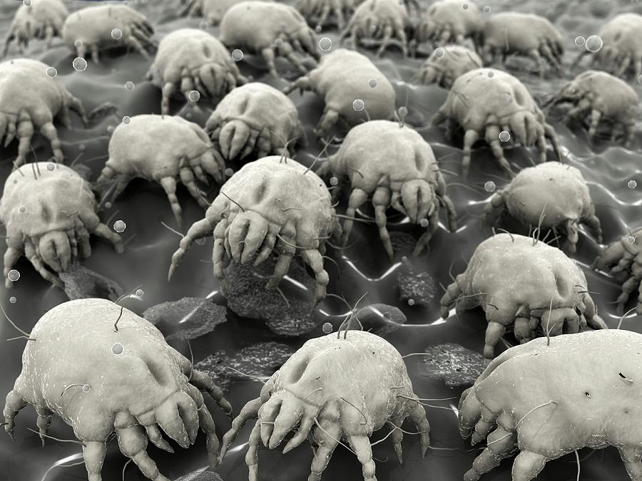 Dust Mites, Artwork Photograph by Juan Gaertner
