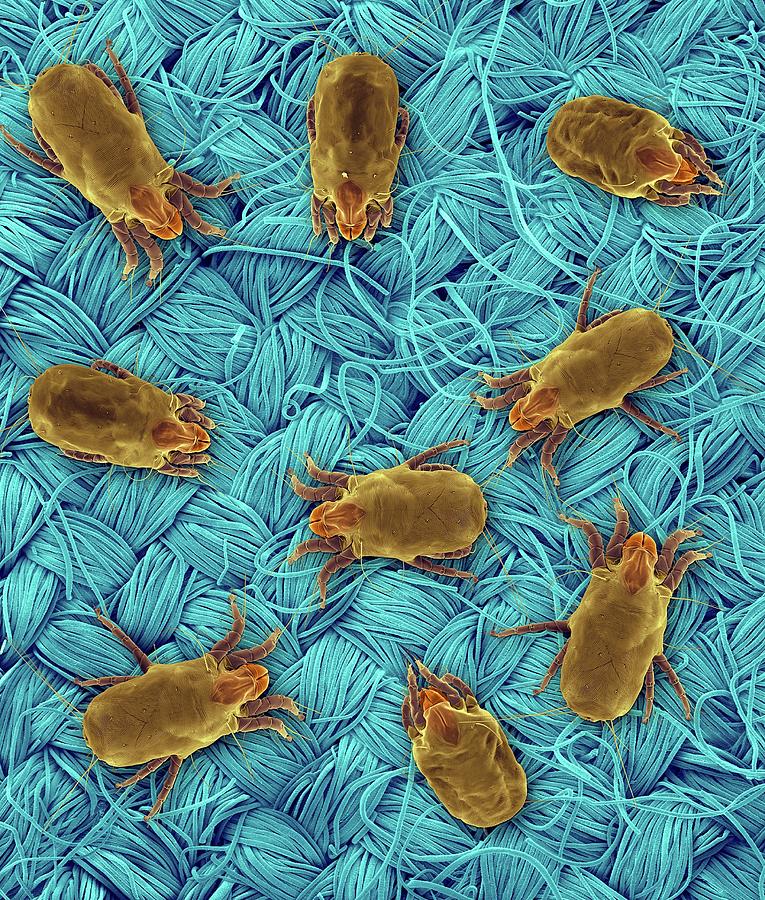 Dust Mites On Wool Fabric by Dennis Kunkel Microscopy/science Photo Library