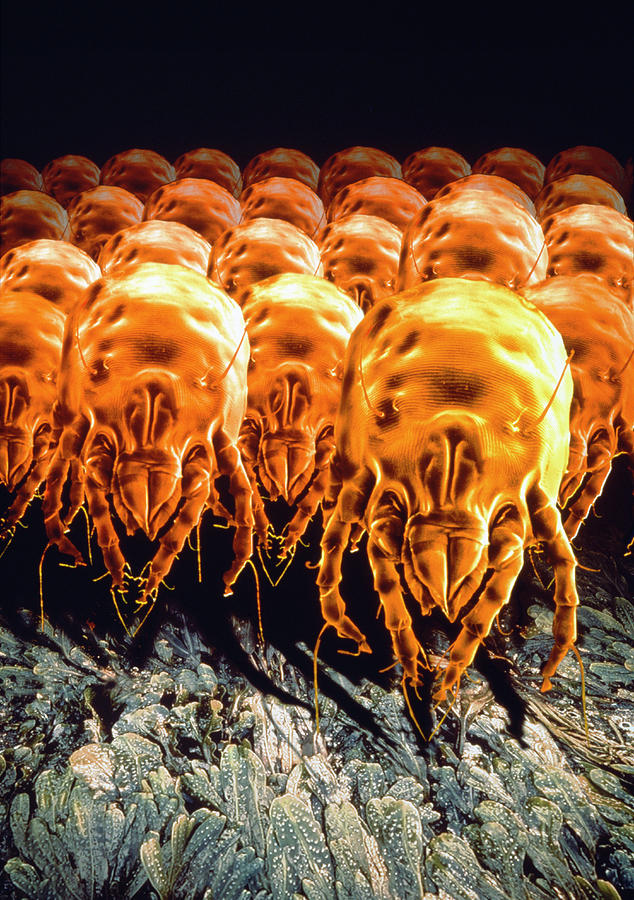 Dust Mites Photograph by Phototake/science Photo Library