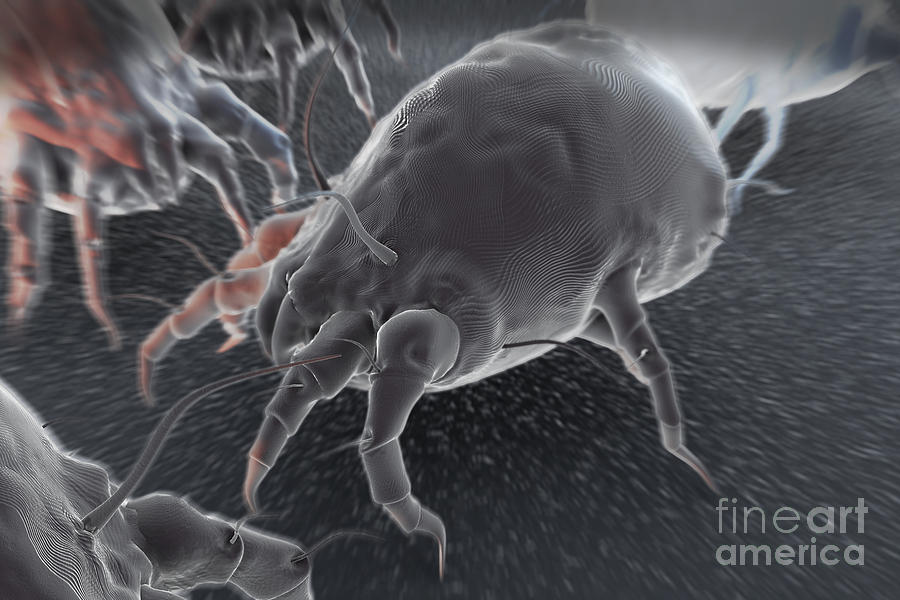 Dust Mites Photograph by Science Picture Co