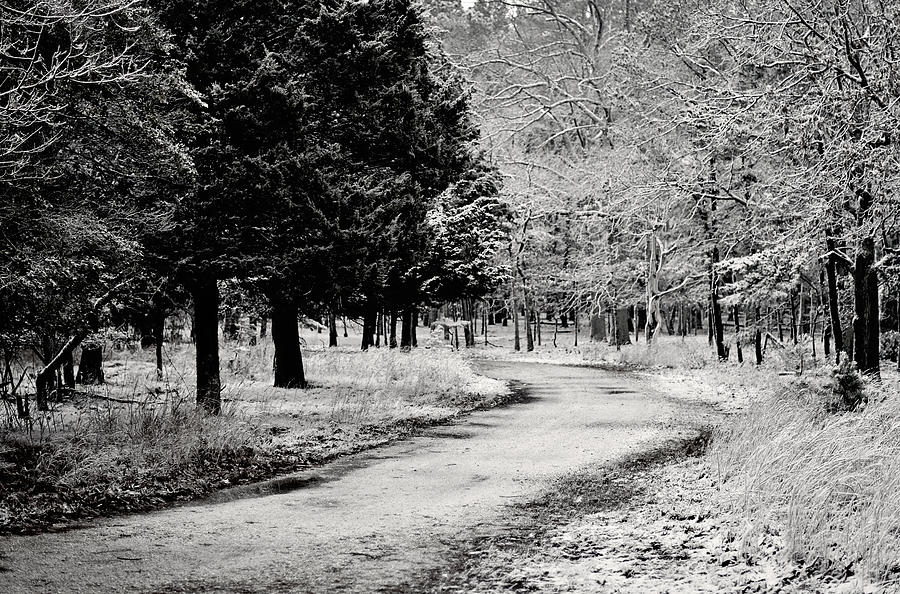 Tree Photograph - Dusted Path - Black and White by Terry DeLuco