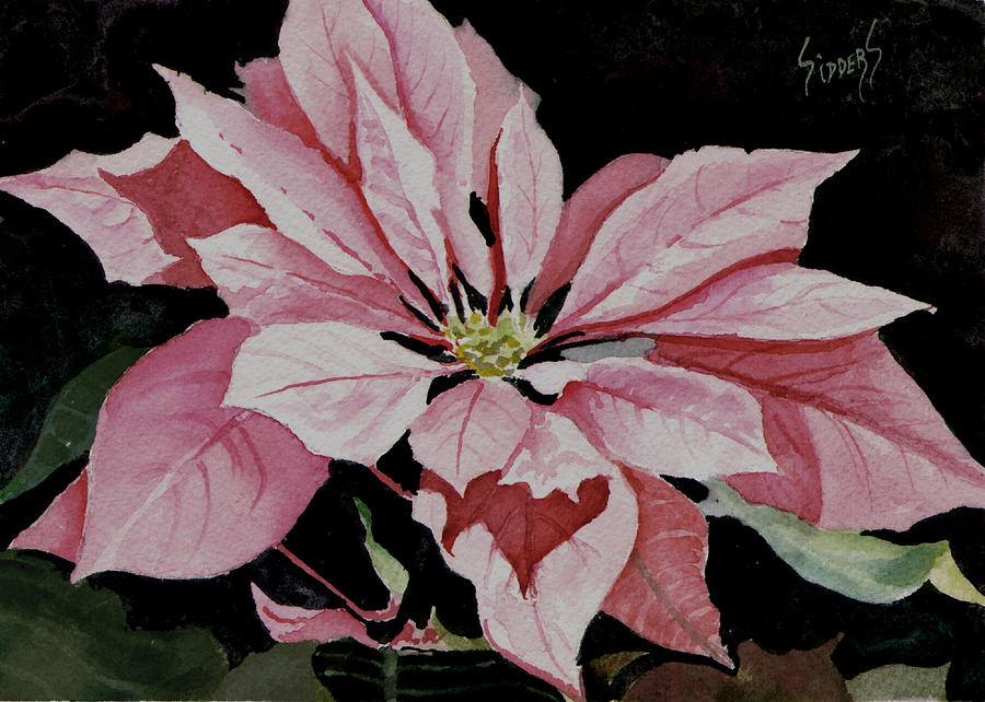 Dusties Poinsettia Painting by Sam Sidders