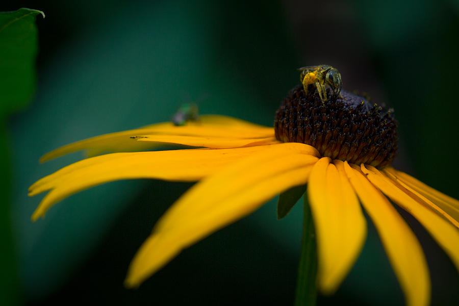 Flowers Still Life Photograph - Dusty Bee by Shane Holsclaw