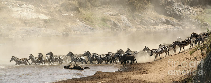 Animal Photograph - Dusty Crossing by Liz Leyden