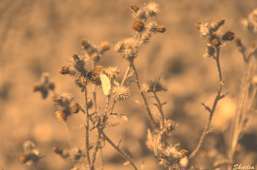 Flower Photograph - Dusty Desert  by Paula Sharlea