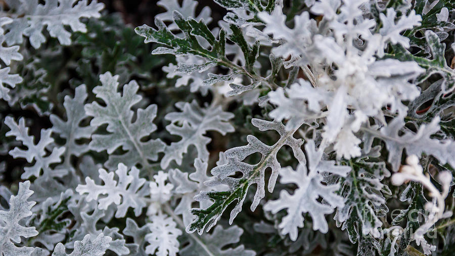 Dusty Miller Photograph by Brad Marzolf Photography