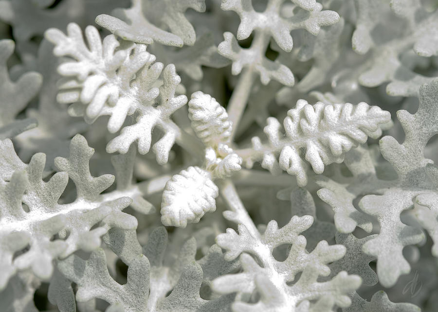 Dusty Miller Jacobaea maritima Silver Ragwort Photograph by Denise Beverly
