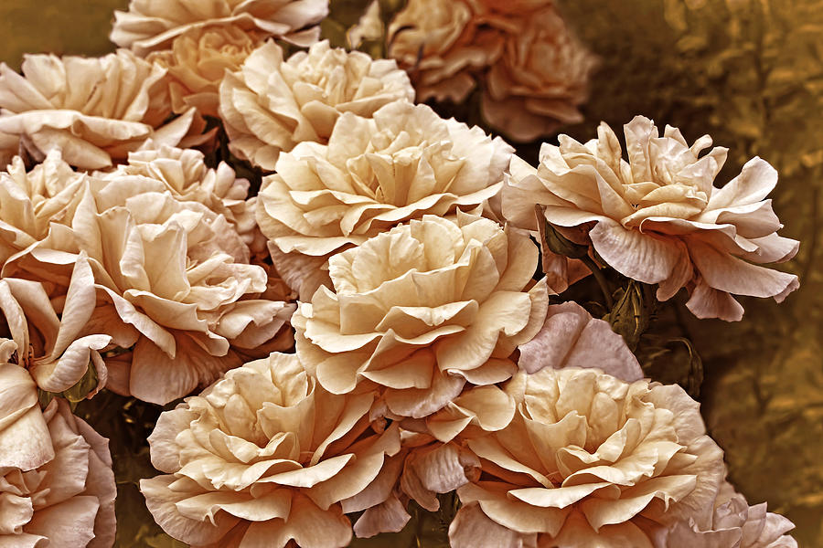 Dusty Peach Rose Flower Garden Photograph By Jennie Marie Schell Pixels