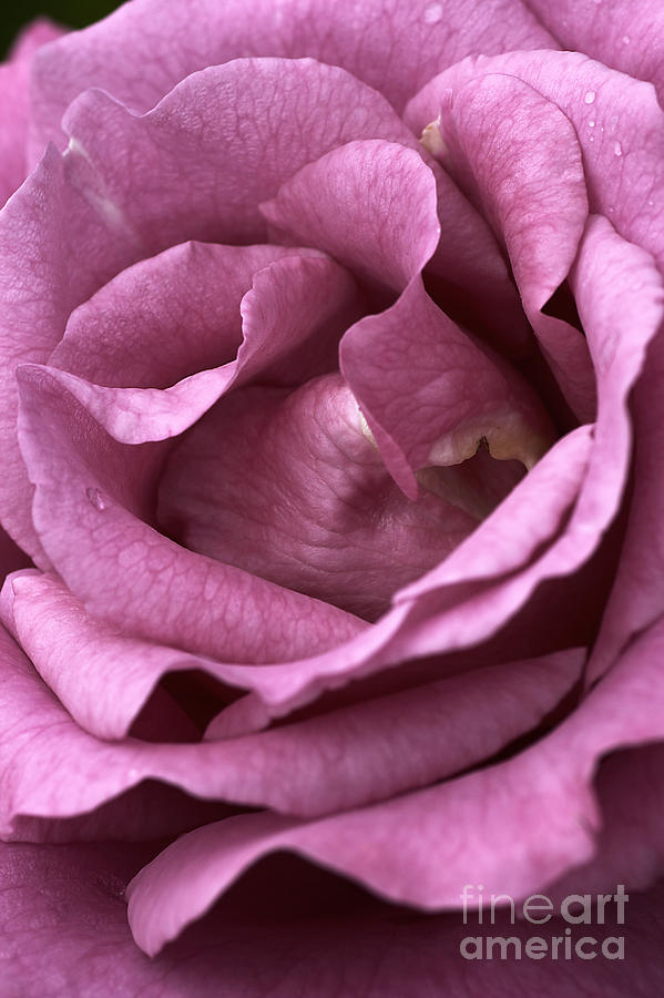 Dusty Pink Photograph by Joy Watson