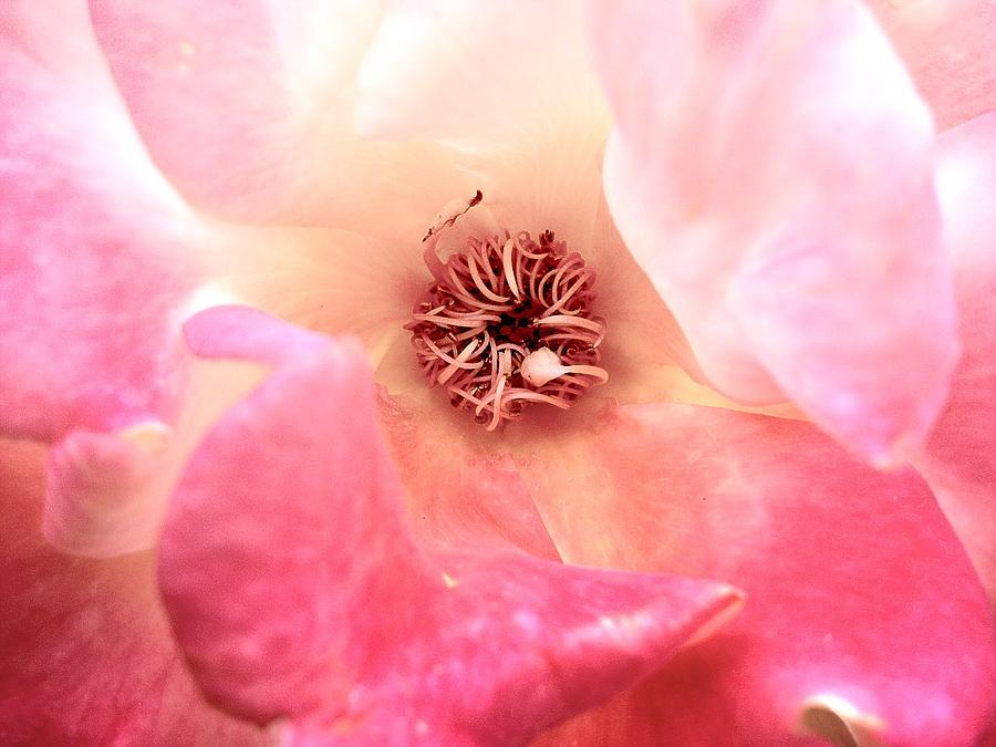Dusty Rose Photograph