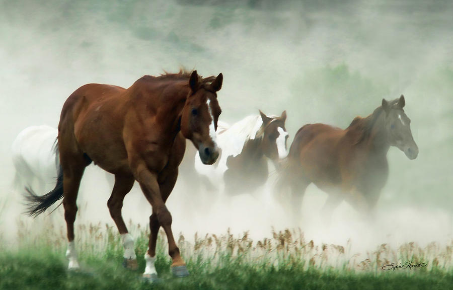 Horse Photograph - Dusty by Sylvia Thornton