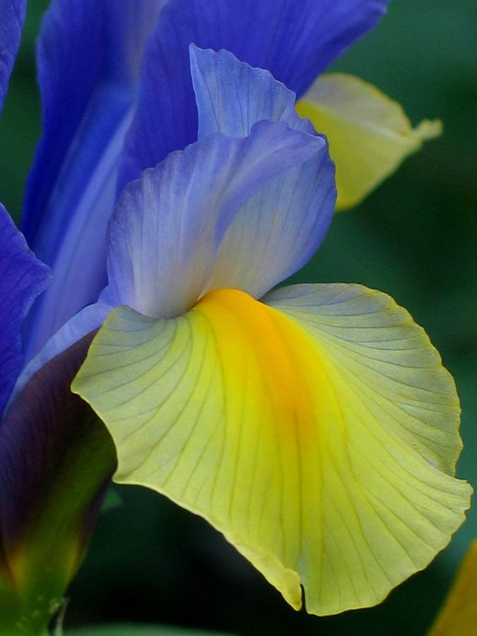Iris Photograph - Dutch Beauty by Jennifer Wheatley Wolf