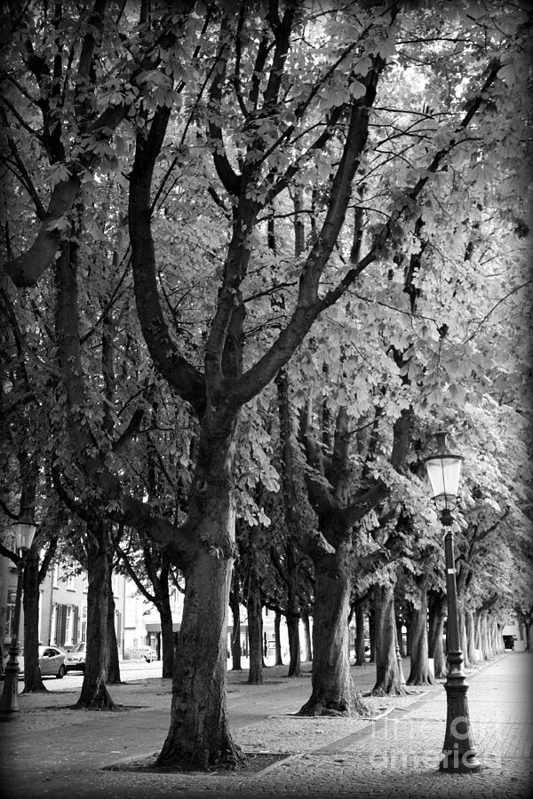 Dutch City Trees - Black and White Photograph by Carol Groenen