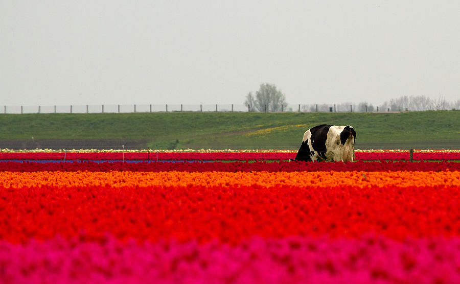 Dutch Cow Photograph by Dewollewei