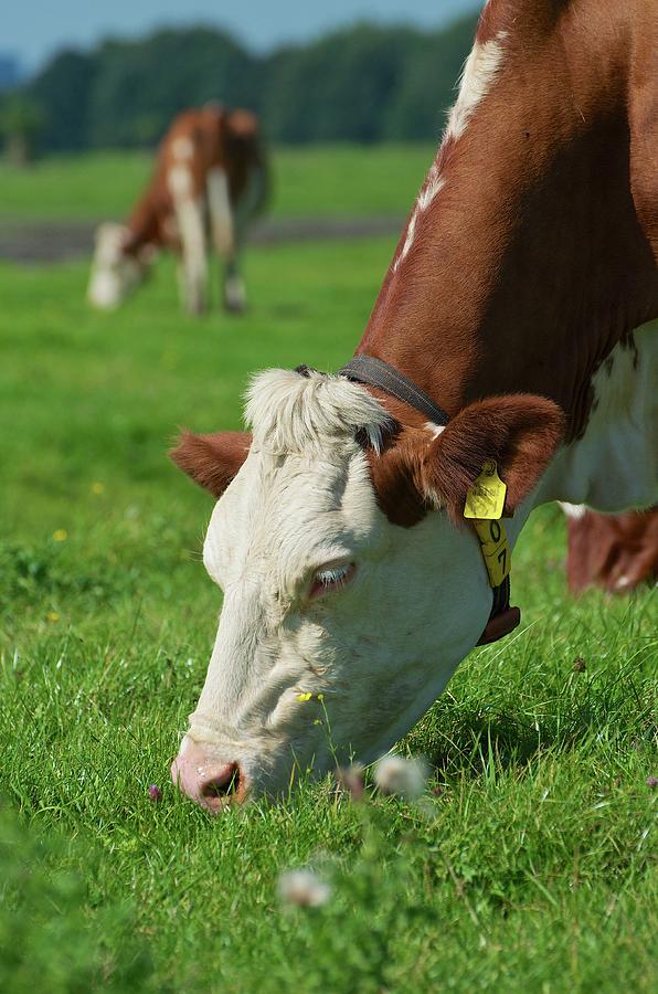 Dutch Cow Photograph by Verkoop Foto