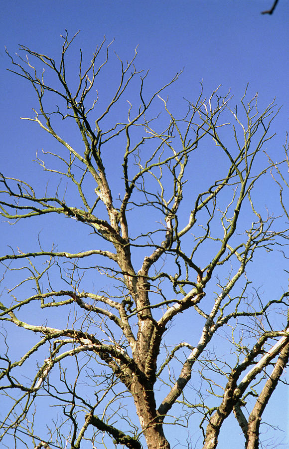 Dutch Elm Disease By Adam Hart-davis Science Photo Library