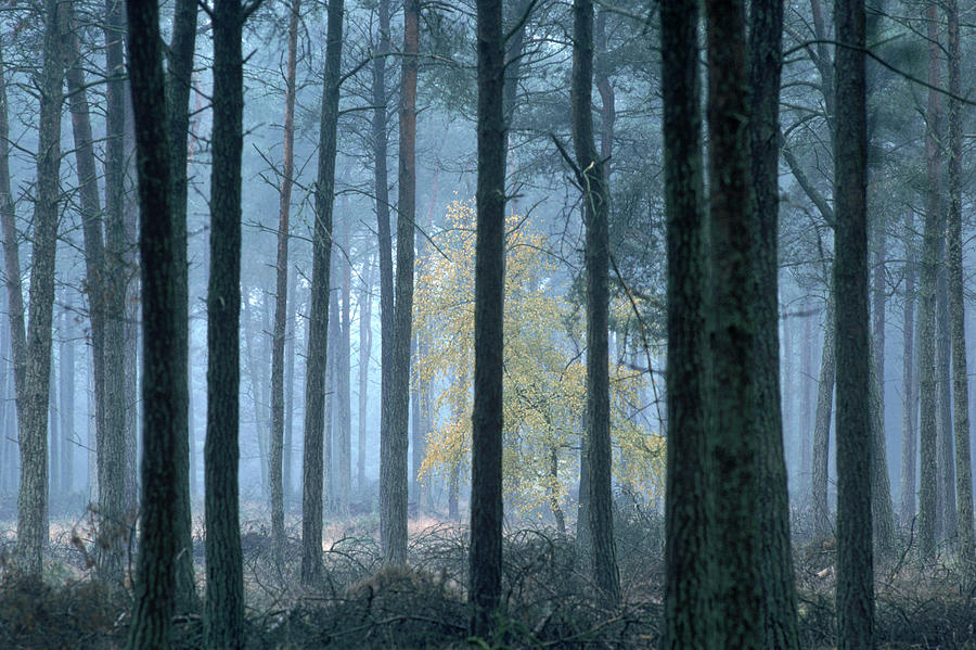 Dutch Forest Photograph by K. Van Den Berg