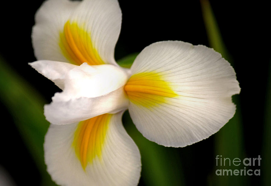 Iris Photograph - Dutch Iris by Deb Halloran