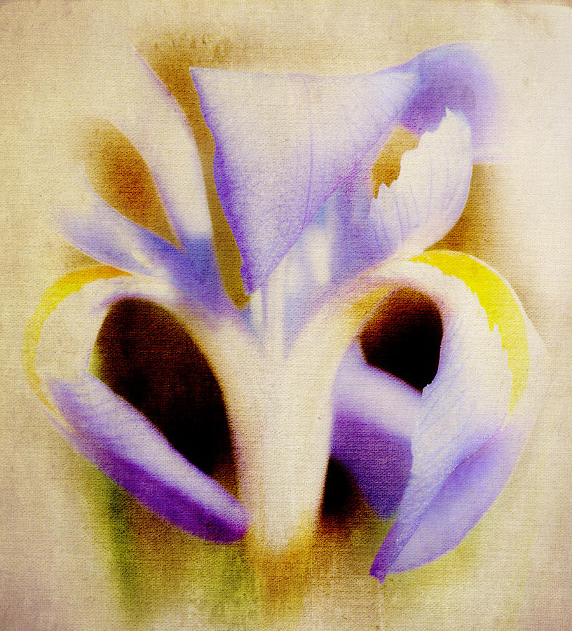 Dutch Iris Flower Photograph by Dan Carmichael