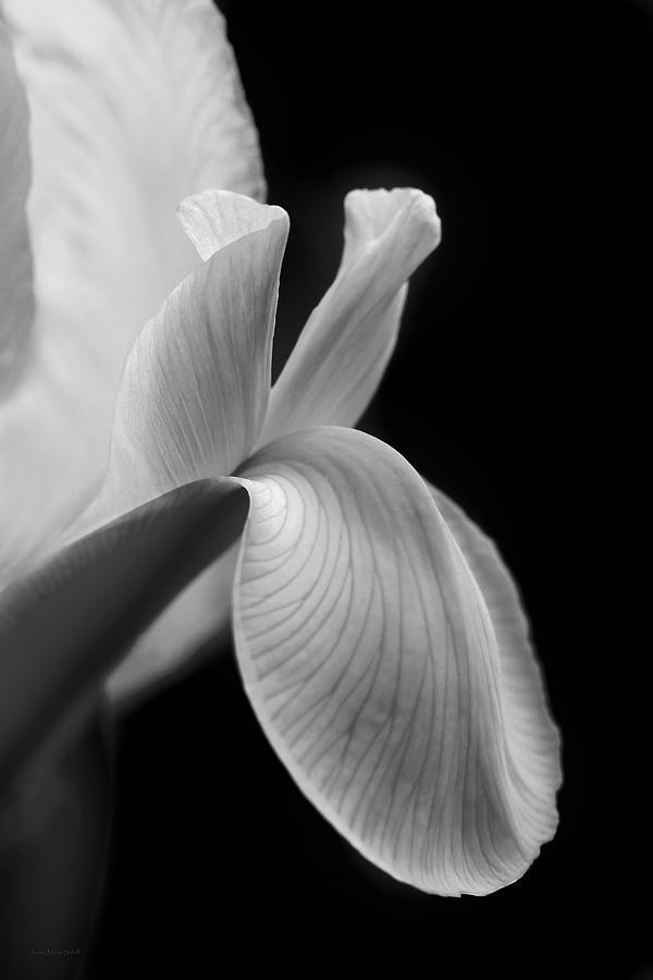 Dutch Iris Flower Macro Black and White Photograph by Jennie Marie Schell