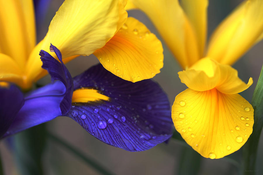 Iris Photograph - Dutch Iris Flowers Purple and Yellow by Jennie Marie Schell