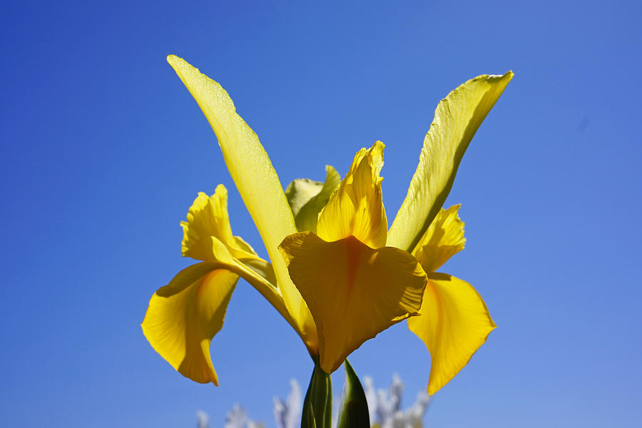Flower Photograph - Dutch Iris Flowers Yellow Blue Sky Art Prints by Patti Baslee