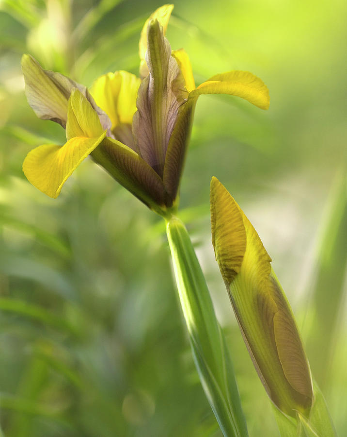 Spring Photograph - Dutch Iris (iris Danfordiae) by Maria Mosolova/science Photo Library