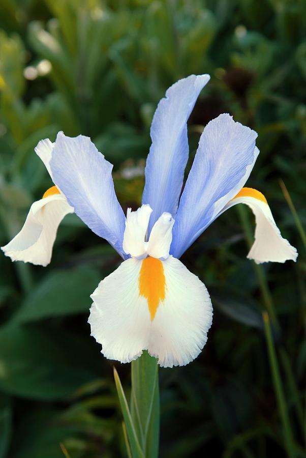 Dutch Iris (iris X Hollandica 'silvery Beauty') Photograph by Adrian ...