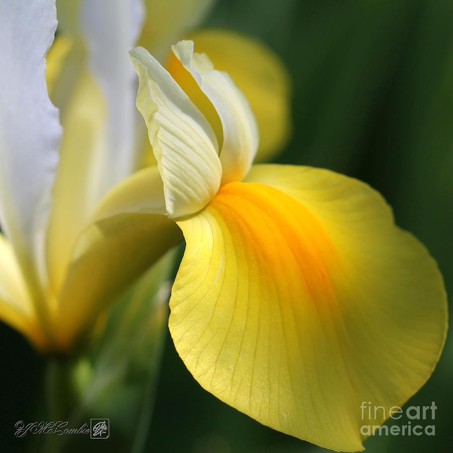 Dutch Iris named Angel Wings Photograph by J McCombie