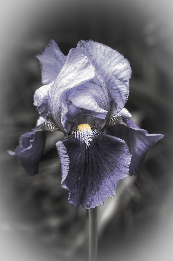 Iris Photograph - Dutch Iris by Wayne Sherriff