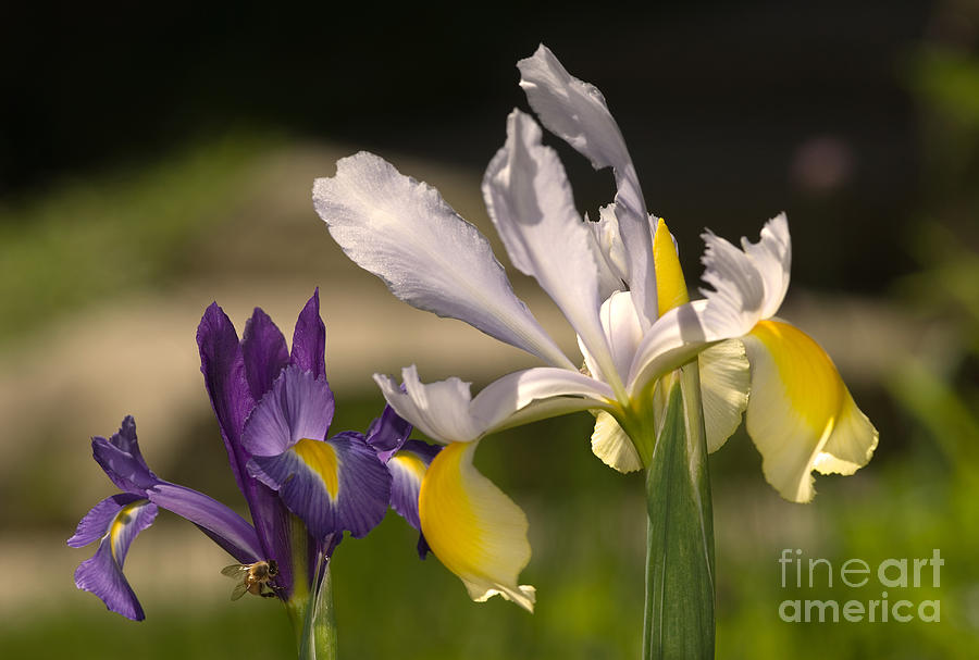 Dutch Irises Iris X Hollandica Photograph by Ron Sanford