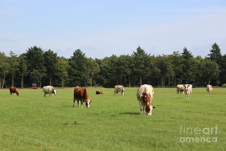 Dutch Landscape with Cows Photograph by Carol Groenen