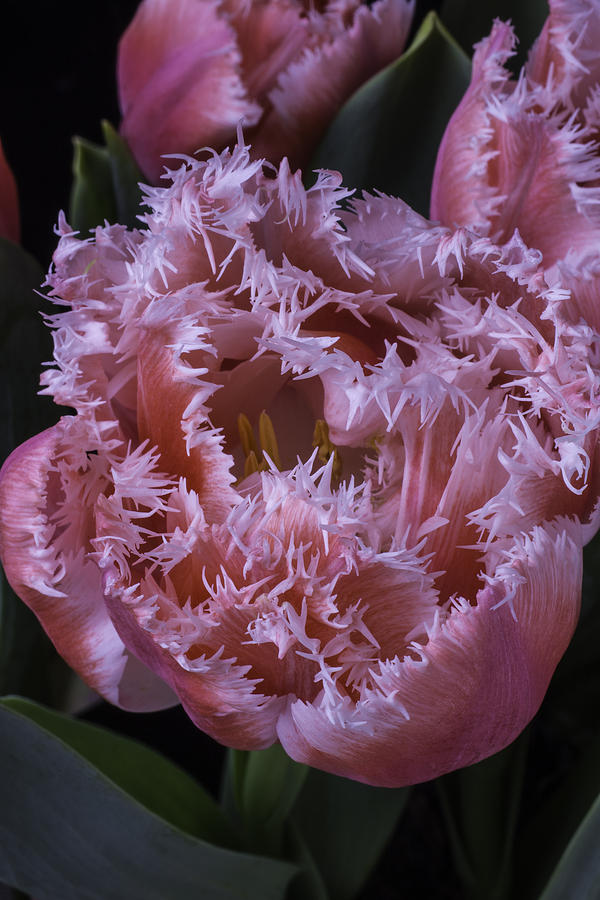 Tulip Photograph - Dutch Tulip by Garry Gay