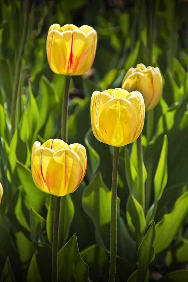 Dutch Yellow Tulip Flowers on Windmill Island in Holland Michigan Photograph by Randall Nyhof