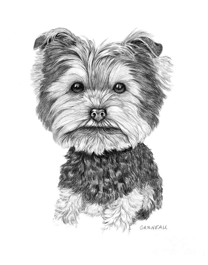 Dog Drawing - Dutchie by Catherine Garneau