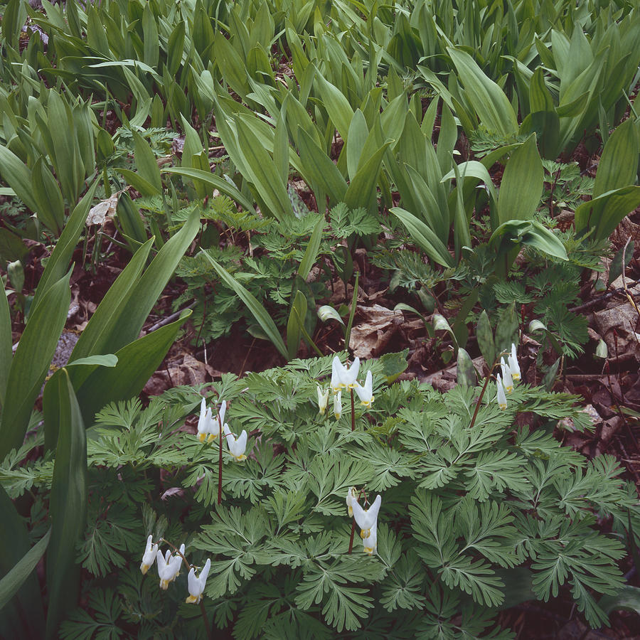 Dutchmans Breeches and Ramps-SQ Photograph by Tom Daniel