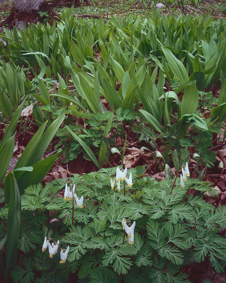 Dutchmans Breeches and Ramps Photograph by Tom Daniel