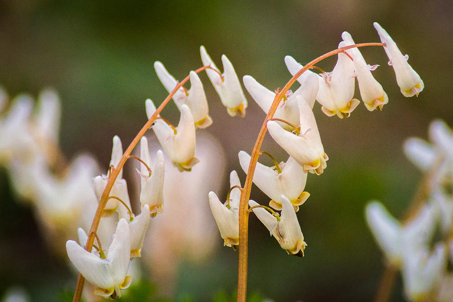 Dutchmans Breeches Photograph by Bill Pevlor
