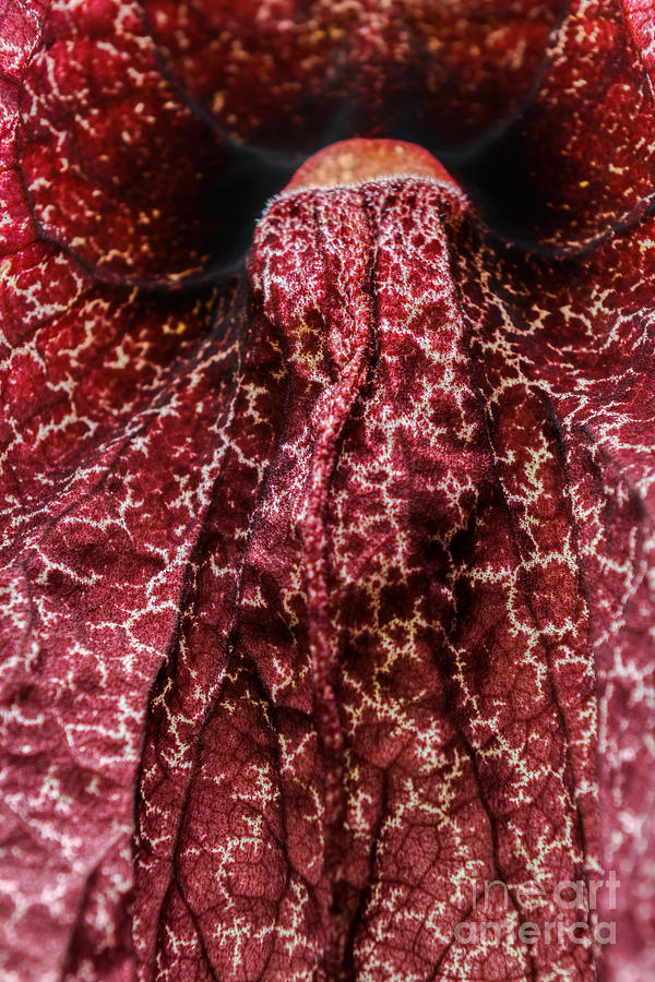 Dutchmans Pipe Aristolochia Gigantea Photograph by Olga Hamilton