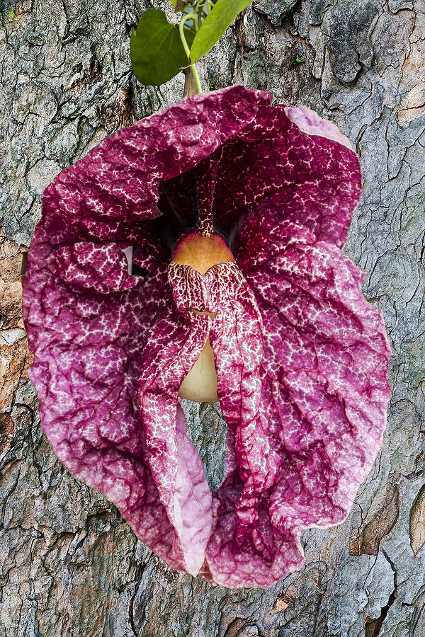 Dutchmans Pipe Digital Art by Photographic Art by Russel Ray Photos
